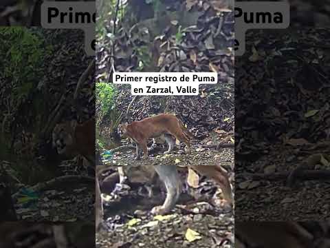 #puma en #zarzal, Valle del Cauca | Mamíferos de Colombia | Cámara Trampa | Puma concolor