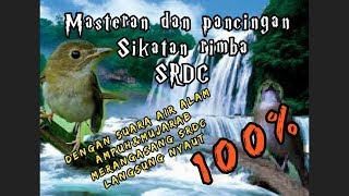 Download lagu Masteran pancingan burung sikatan rimba srdc || terapi air alam ampuh dan mujarab mp3