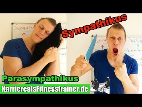 Nervensysteme, Sympathikus & Parasympathikus einfach erklärt! B-Lizenz Prüfungsstoff