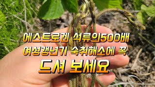 에스트로겐이 석류의 500배 실화 칡순 대표적인 3대효능 알고 드세요
