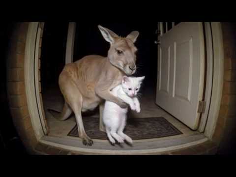 INCREÍBLES AMISTADES DE GATOS Y OTROS ANIMALES CAPTADAS POR LAS CÁMARAS