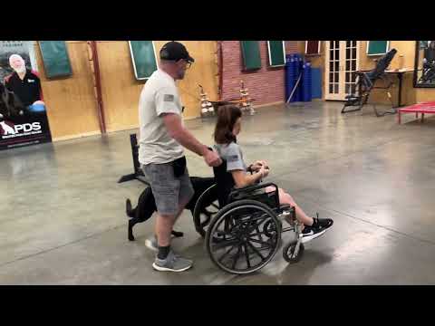Update On Dazzle Wheelchair Obedience