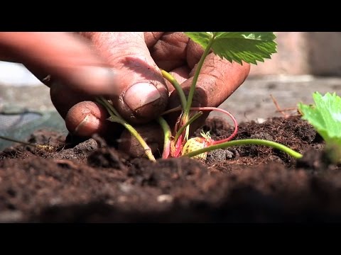 Pflanzanleitung: Erdbeeren - Standort, Zeitpunkt, Mulchen, Pflanzung und Pflege