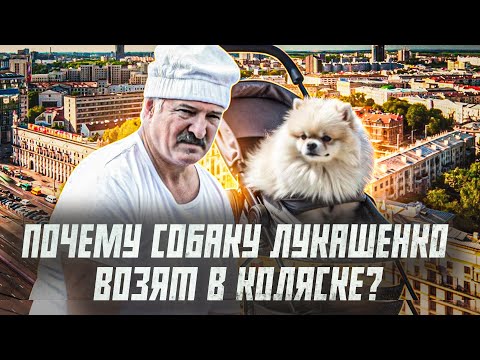 Шпиц Умка: главная собака Лукашенко. Рассказываем ее историю | Сейчас объясним