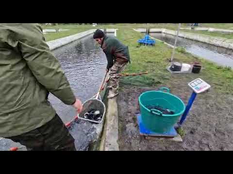 Cel mai bun Pastrav din tara - Locul din Judetul Prahova de unde se poate cumpara