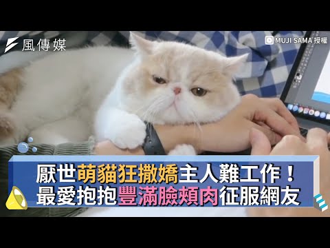 厭世萌貓狂撒嬌主人難工作！最愛抱抱豐滿臉頰肉征服網友