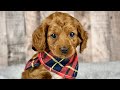 Cavapoo dogs for sale: Girl Dakota - 4939 - Video 1