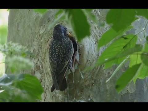 Ptice Hrvatske - Čvorak (Sturnus vulgaris) (Birds of Croatia - Starling) (8/10)