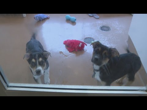 PAWS Chicago Holiday Adopt-a-Thon - WGN Weekend Evening News at 5 - YouTube
