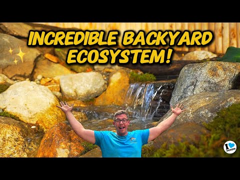 We gave the home owner's exactly what they were looking for! | Part 2 Backyard Pond Rebuild