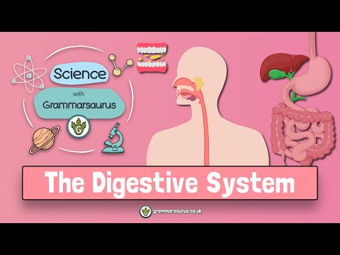 Science with Grammarsaurus - The Digestive System