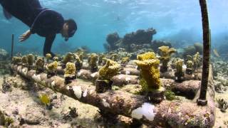 preview picture of video 'Rehabilitating Reefs - Planting Coral : MesoAmerican Reef Leadership Program - Part Two'