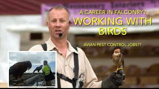HOW TO: make a living with falconry , a job working with Birds of prey