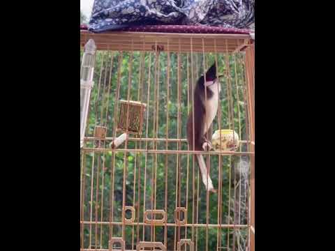 Chào Mào Hót Đấu - Chiến Binh Quỷ Dữ giải 1 OSAKA 2021