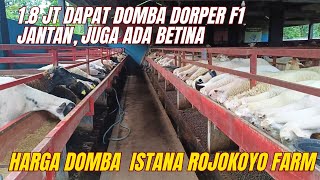 Download lagu HARGA DOMBA DORPER F1 1.8 JT SAJA, PAKET BREEDING dll.‼️ISTANA ROJOKOYO FARM❤️‍🔥❤️‍🔥 mp3