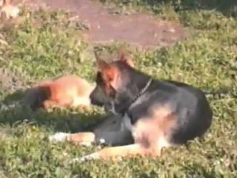 Angeli che giocano....