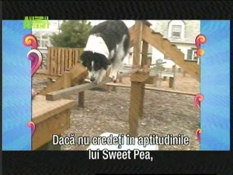 caine  demn de cartea recordurilor