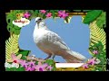 The Amazing World Baby Tv Pigeon