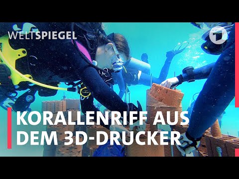 Korallenriffe aus dem 3D-Drucker: Kann das funktionieren?