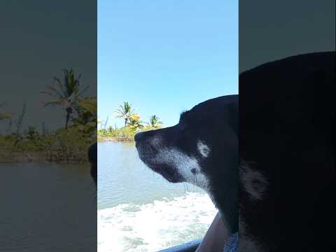 A caminho de Belmonte BA!! #cicloviajantes #natureza #humor #viagemcomcachorro #petsfofinhos #BA