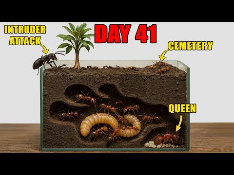 Simulating Ant Colony for 1000 days in Terrarium