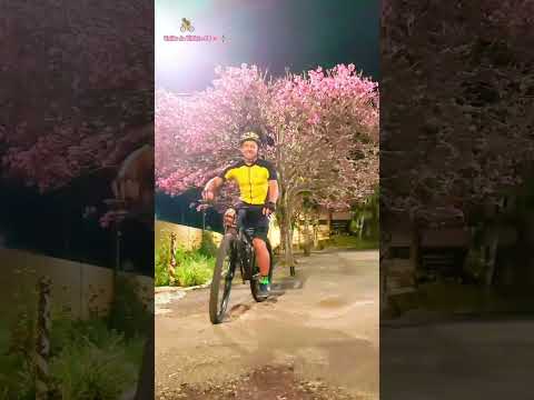 Ipê rosa no pátio da Paróquia São Basílio Magno, em União da Vitória, Paraná. #flores #igreja #bike 