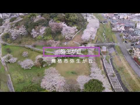 鳥栖市の桜