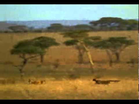 daca se scumpeste mancarea.......