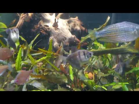 YouTube video about: What is a sign you should reject a fish delivery?