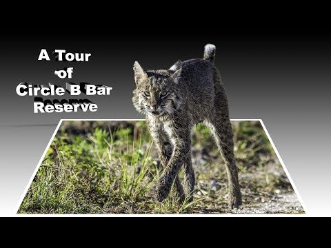A Tour of Circle B Bar Reserve