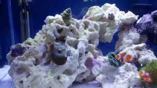 How to setup a 10 gallon nano reef tank, day 33