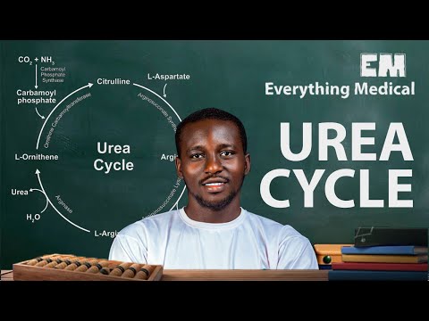 Urea Cycle Made Simple | METABOLISM