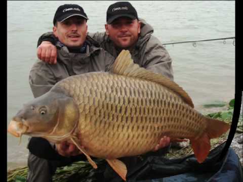 WORLD RECORD Carp G A M A 29,270kg and CROATIAN RECORD