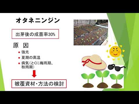 イラクサの種:使用方法、効果、収穫に関するヒント 植物