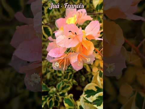 Vejam, Você conhece Lindo Juá Francês - #pium #tocantins