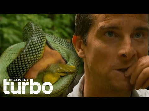 Bear Grylls Gets Attacked By A Wild Snake! I Man VS Wild