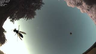 All sky camera capture from Poiana Rusca Mountains 2024-06-24
