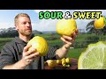 7 Awesome Lemon and Lime Varieties - Ponderosa, Meyer, Yen Ben, Lemonade, Key Lime, Limequat, Makrut