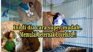 Download lagu Simpel Banget..!! Tahapan awal Untuk Beternak Lovebird ‼️Start Breeding Lovebird. mp3