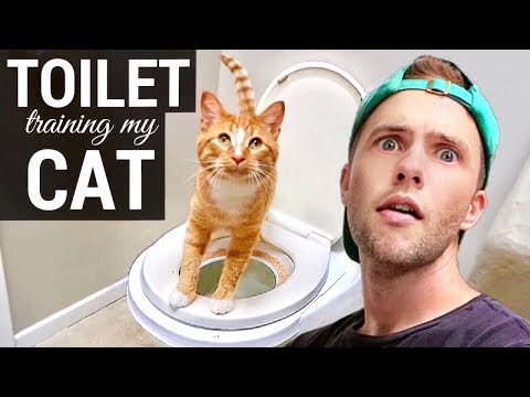 Toilet Training My Cat! - YouTube