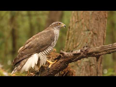 , title : 'Madárhangok: Héja/Accipiter gentilis/Goshawk'