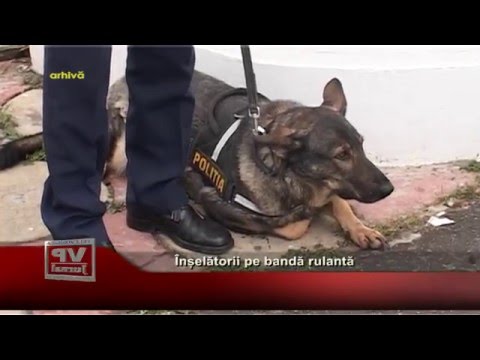 Inselatorii pe banda rulanta