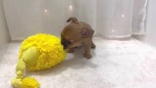 チワワ（スムース）の動画01
