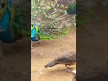 #peacock #mor #nature