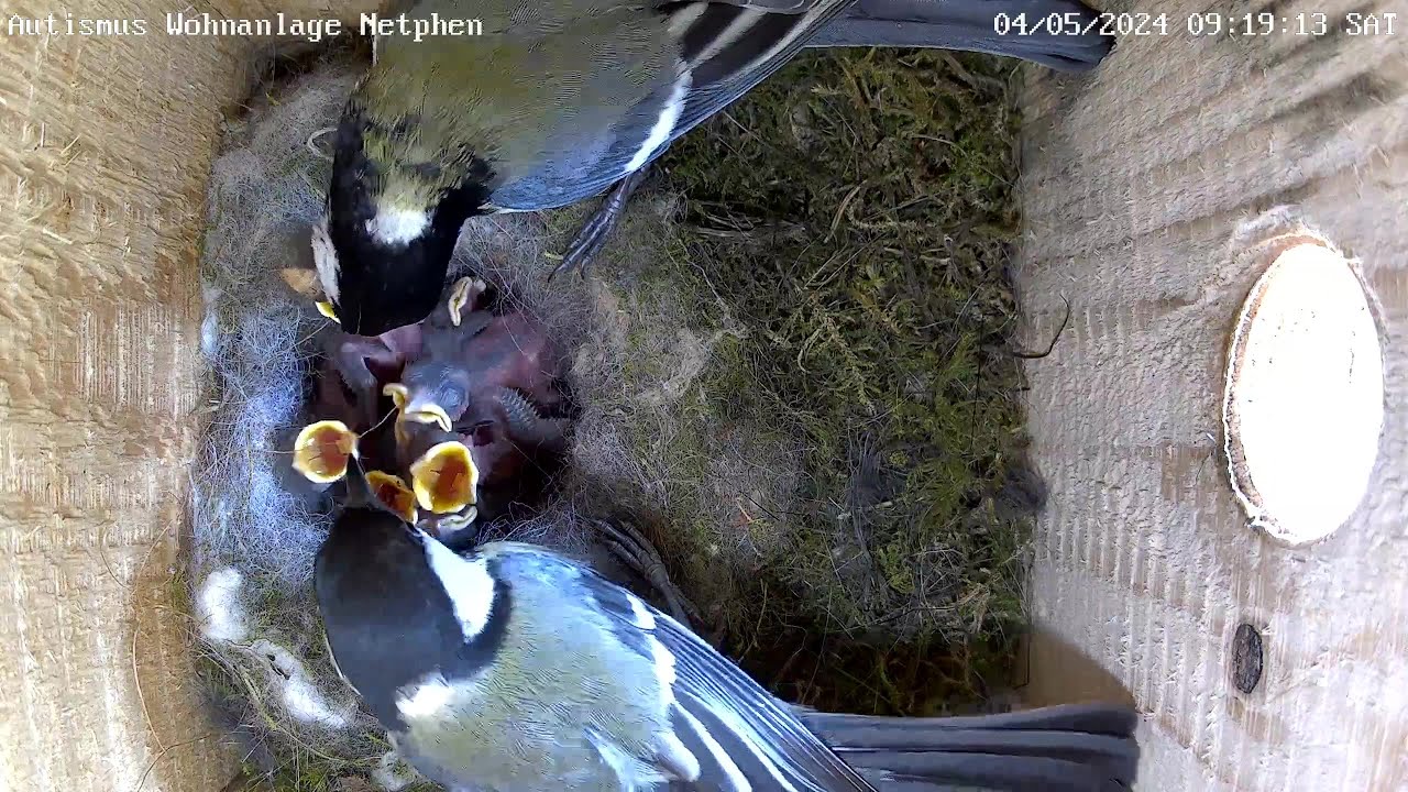 Die Küken entwickeln sich gut - Tag 5 | Autismus Wohnanlage | 04.05.2024