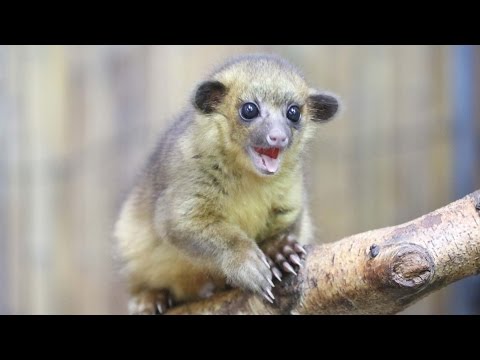 Is Forrest the kinkajou our cutest animal ever?