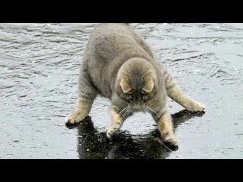 Kattenkaarten: Grappige kattencompilatie met kittens en katten als wenskaart grappige humor