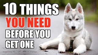 10 Things YOU NEED TO HAVE When You Get A Husky Puppy! [UPDATED GUIDE FOR BEGINNERS]