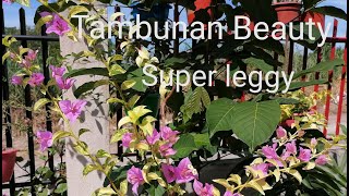 Download lagu Ganito Pala si Tambunan beauty pag napa bayaan, Bougainvillea, Imported Bougainvillea mp3