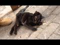We Found A Poisoned Tuxedo Cat Behind A Restaurant Fighting For His Life
